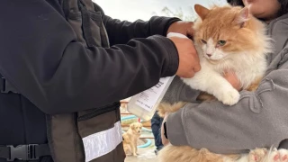 Mascotas Ciudad Juárez.png