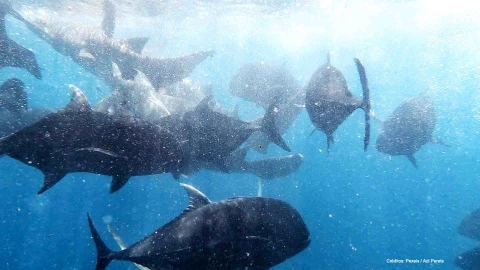 tiburones playa Baja California sur.jpg