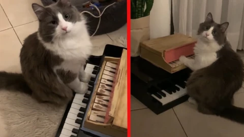 Gato pianista.-