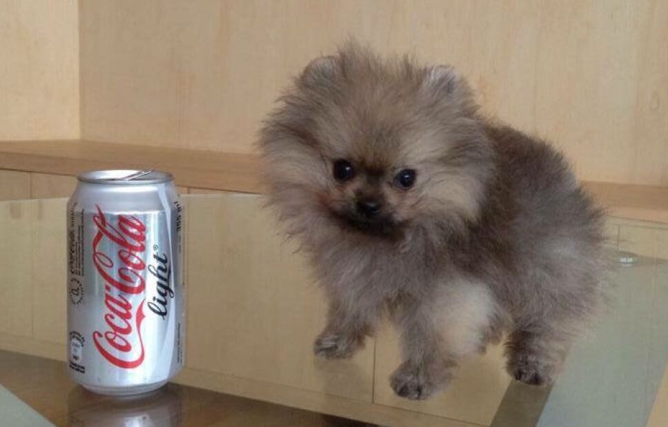 Djoko the pomeranian