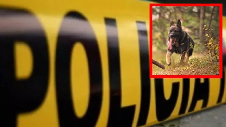 Perros deambulan con restos humanos