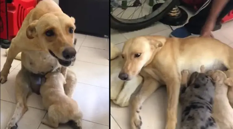 perrita atropellada cachorros.jpg