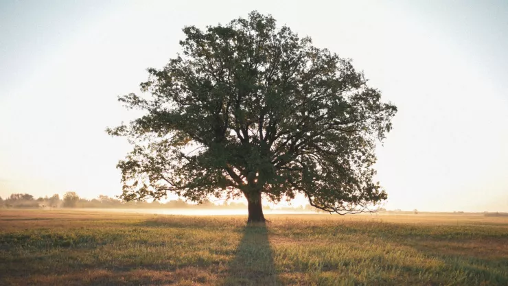 El árbol mexicano que elimina los mosquitos de tu hogar