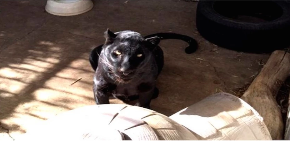 La acción fue en respuesta a una denuncia ciudadana