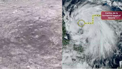VIDEO_ ¿Mal augurio_ Captan extraño comportamiento de hormigas en Yucatán ante la llegada de Tormenta Tropical Helene