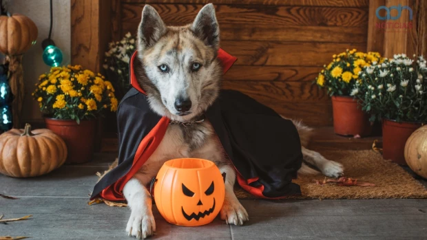 Halloween de Perritos