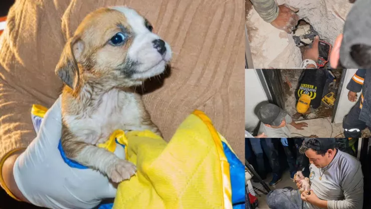 Perrita rescatada en un desagüe en el Marqués, Querétaro