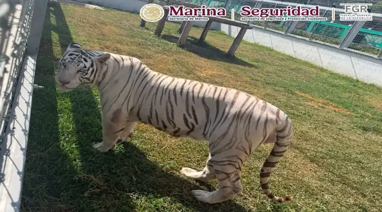 Animales exóticos aseguramiento (1).jpg
