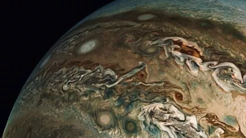 La verdad detrás de la foto del “delfín” en Júpiter