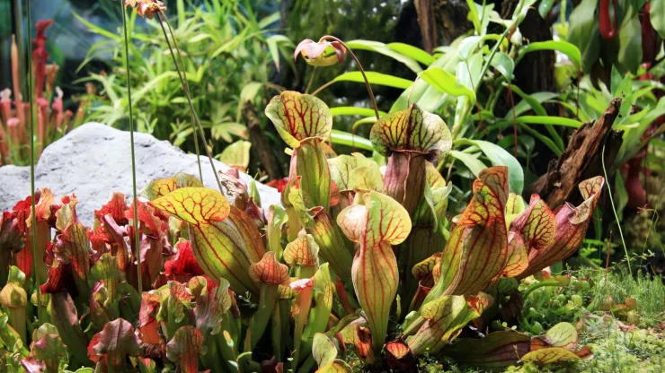 plantas carnívoras