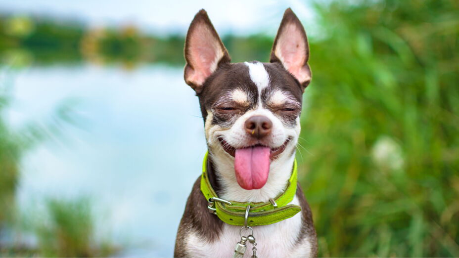 perro Chihuahua.jpg