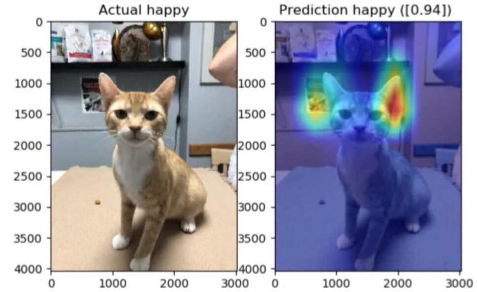 Con la cámara de un smartphone es posible conocer el estado de ánimo del animal.