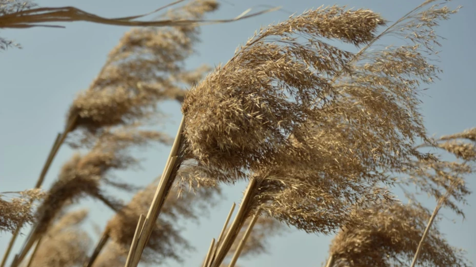 Arranca la temporada de vientos Santa Ana en Baja California: ¿qué día?