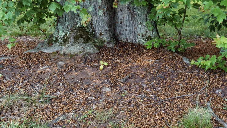 &iquest;Cu&aacute;l es el fen&oacute;meno que transitar&aacute; Illinois en las pr&oacute;ximas semanas?