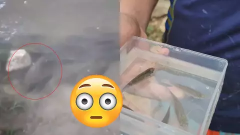 ¿Bajo el mar? Aparecen peces en calles de Chetumal; aquí el video viral