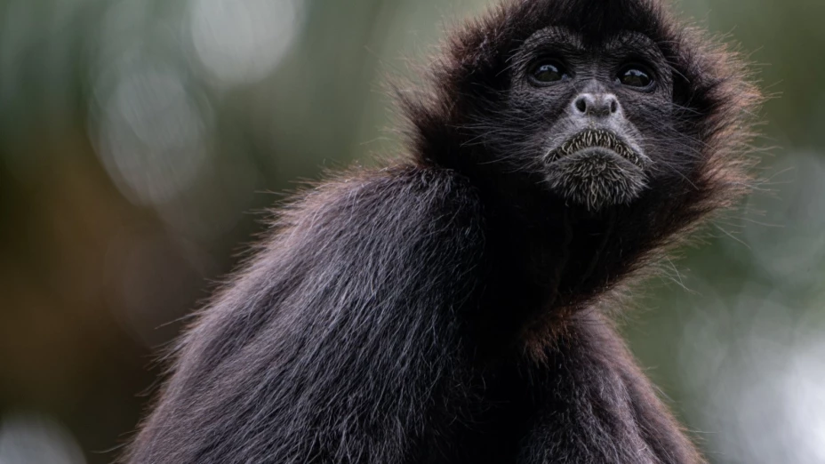 Jueves 14 de diciembre día mundial del mono