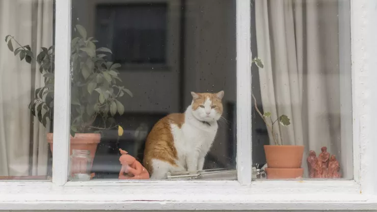 gato puebla crueldad animal