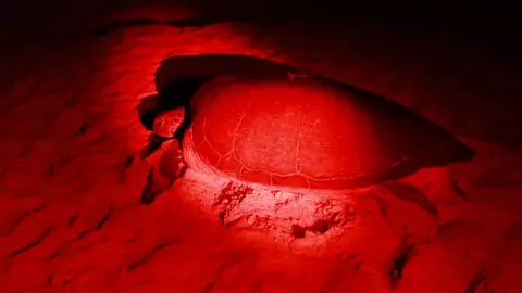 ¿Cuál es la tortuga que predomina en Isla Mujeres? Ya inició la temporada de anidación