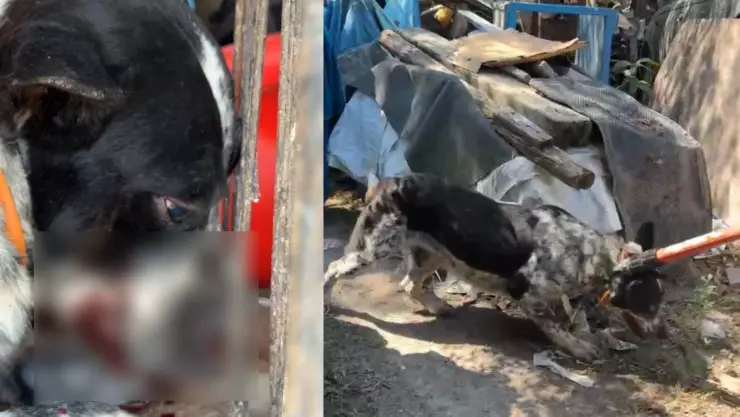 PORTADA bebé de seis meses.jpg