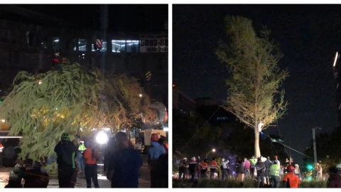 ahuehuete Glorieta de la Palma autoridades