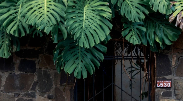 Costilla de Adán o Monstera deliciosa la planta de hojas agujeradas perfecta para decorar el comedor