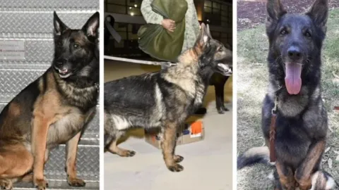 Muere Proteo perrito rescatista de la SEDENA en Turquía