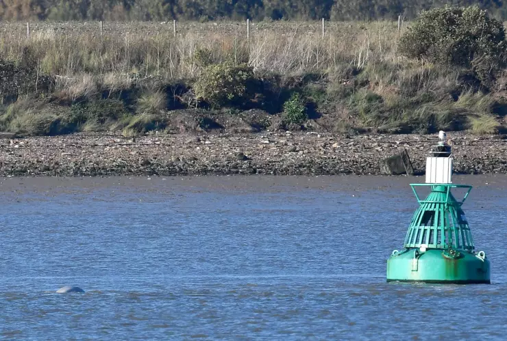Insólito, avistan una ballena beluga en el río Támesis