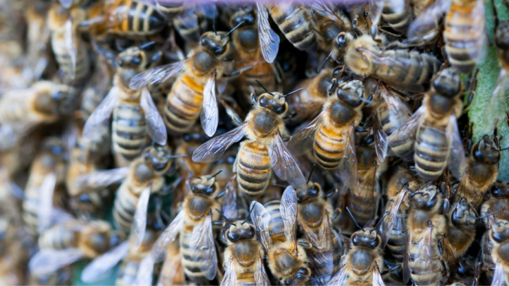 Ataque masivo de abejas deja más de 40 estudiantes afectados en Cuautla.
