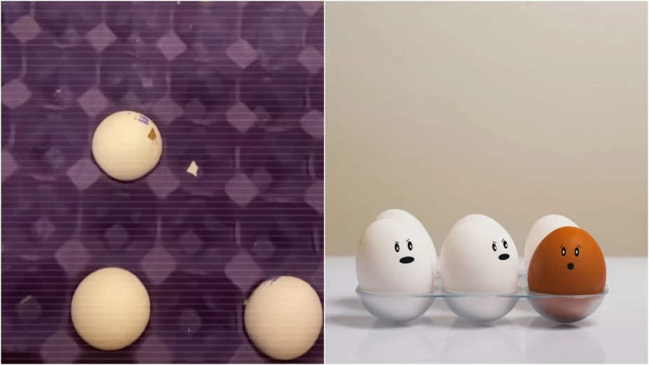 FOTO_ ¡De no creerse! Encuentran mensaje de auxilio en un huevo