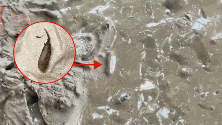 gusanos cola de rata.jpg