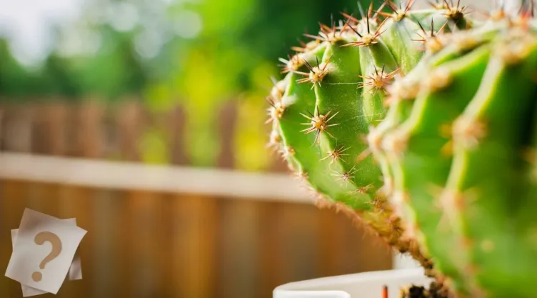 En qué parte de la casa debes poner el cactus para que no se seque.jpg