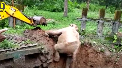 Elefante, excavadora, video a.jpg