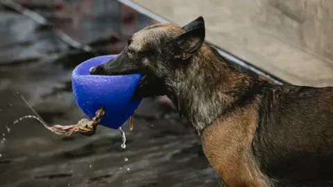 ¿Qué hacer si te mordió un perro? El primer pasó es desinfectar la herida