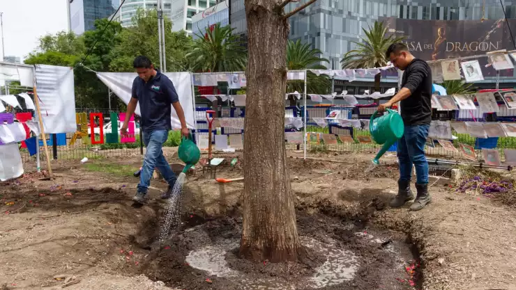 Levantarán una barda para aislar al ahuehuete de Reforma