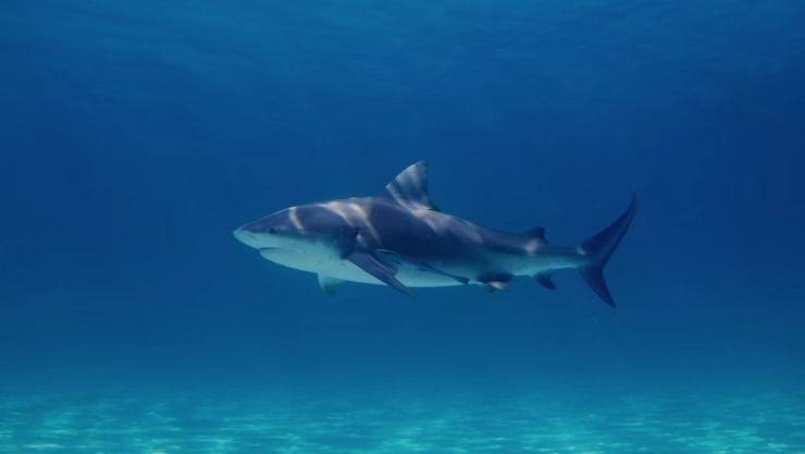 VIDEO: Hombre encuentra a TIBURÓN en la orilla de la playa, lo ayuda… ¿Y pasa lo peor?