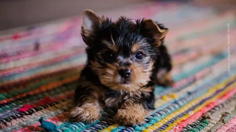 Perrito se come su aguinaldo y su reacción le da la vuelta al mundo.