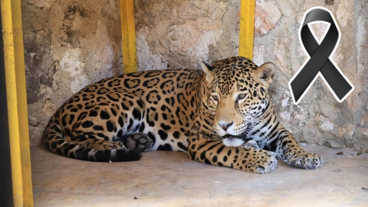 Jaguar muere en zoológico de Tizimín a tan solo 6 meses de llegar.jpg