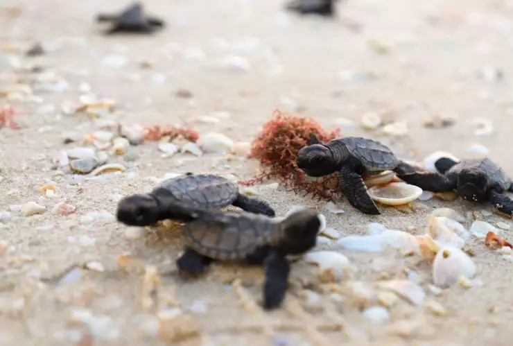 Así se vivió la liberación de crías de tortuga marina en Yucatán