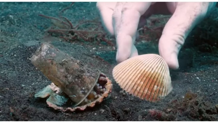 Buzo, pulpo bebé, vaso de plástico, concha a.jpg