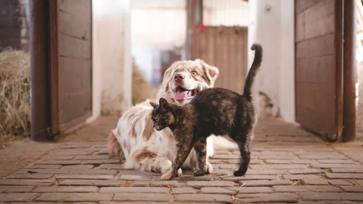 El remedio casero que ayuda a eliminar el olor de orina de mascota