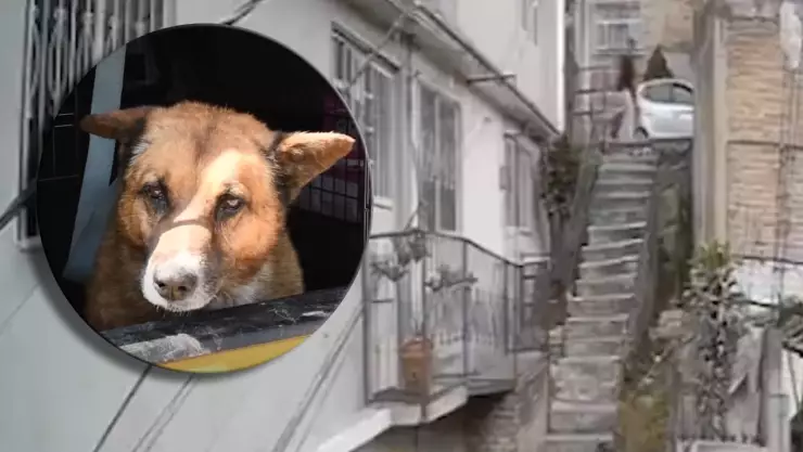 ¡Indignante! Hombre avienta a PERRITO por las escaleras