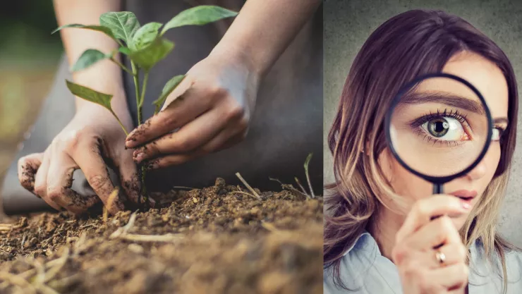 Cómo saber si mi planta es macho o hembra ¿y en qué influye el sexo?