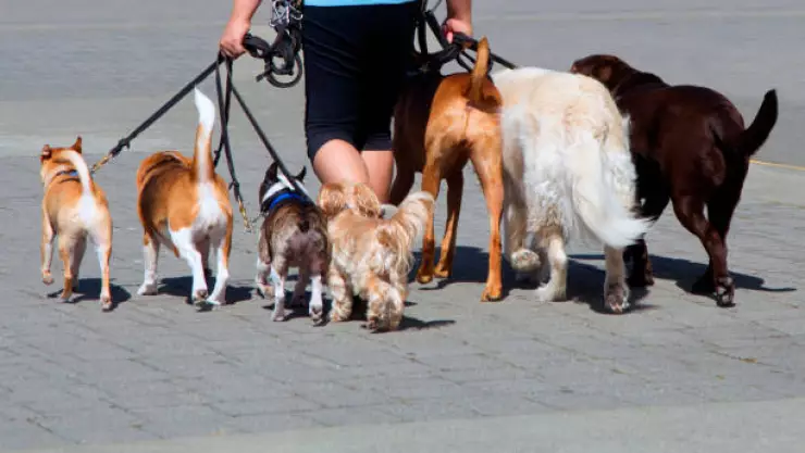 muere paseadora de perros por ataque de canes