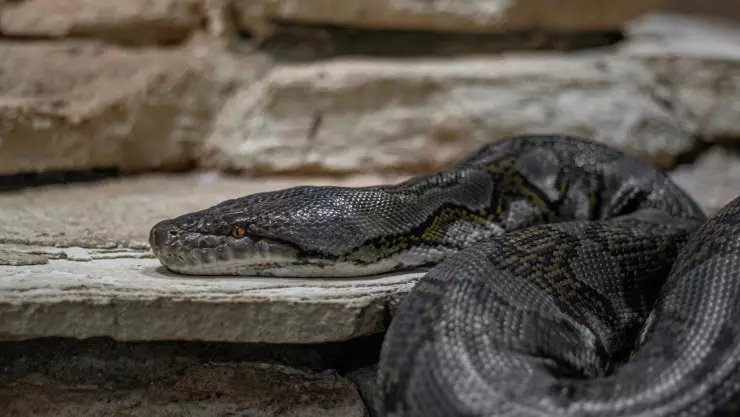 Encuentran serpiente gigante en Benito Juárez CDMX