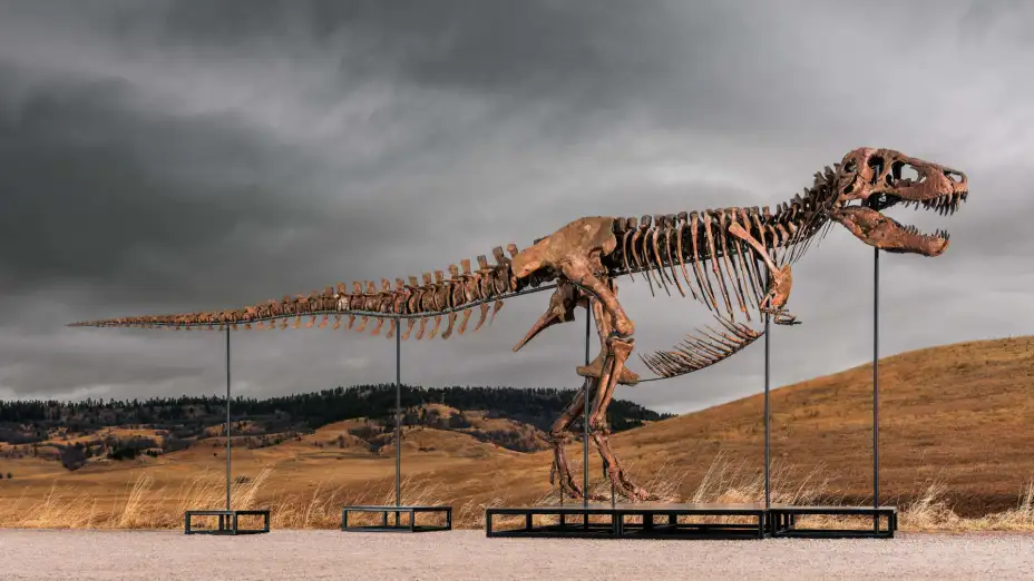 Tyrannosaurus rex, “Gus”, uno de lo más completos jamás descubiertos