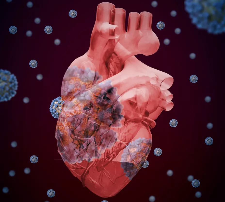 Corazón covid Flow unnamed.jpg