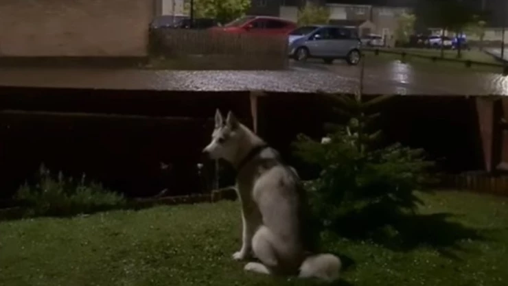 perrito escucha trueno