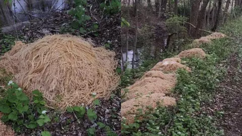 Encuentran más de 200 kilos de pasta en los bosques de Nueva Jersey