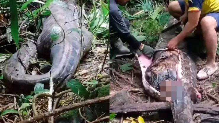 Mujer devorada por pitón