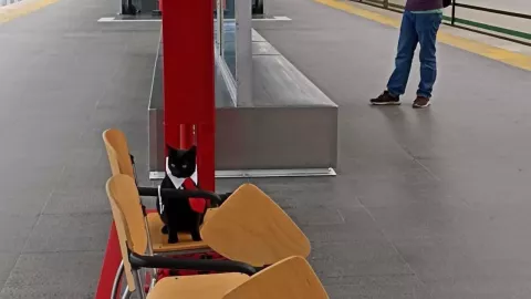 Gatito del Tren Insurgente vive en la estación Zinacantepec